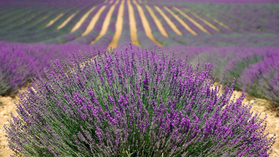 lavender-894919 1920