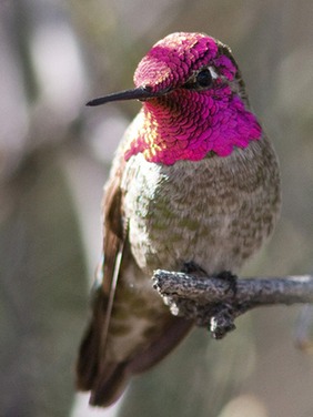 annas hummingbird 1
